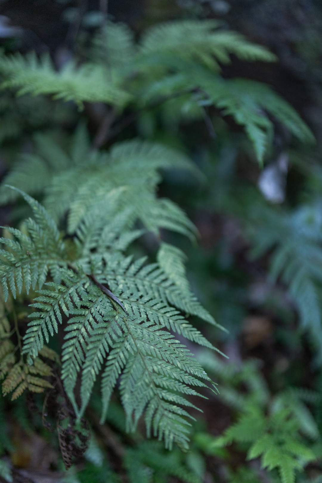 Tamborine Mountain Engagement Photographer 006